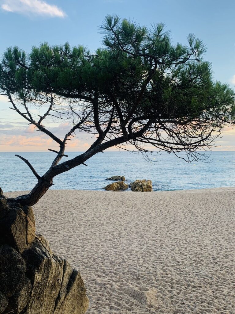 Pino junto a una cala de arena de la Costa Brava